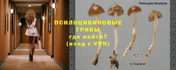 сатива Беломорск